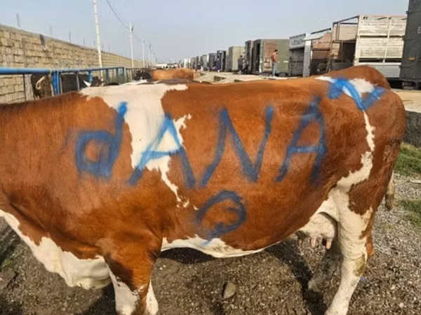 雌牛, Simmental cattle
