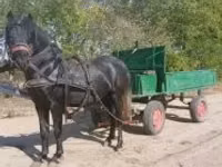 Cheval, Chevaux — photo 1