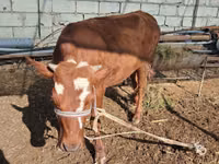 Cattle (batch, sex not specified), Simmental cattle — photo 3