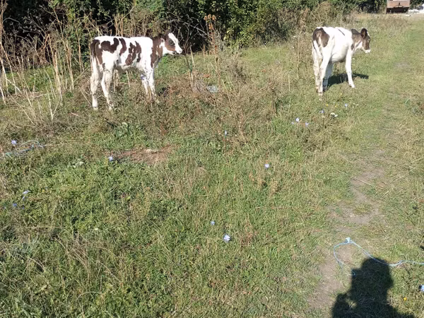 Бык, Коровы