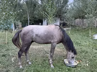 公马, Horses — 照片 2