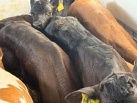 Bydło (partia, płeć nieokreślona), Simmental cattle — zdjęcie 5
