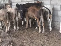 Boğa, Aberdin Angus — foto 6