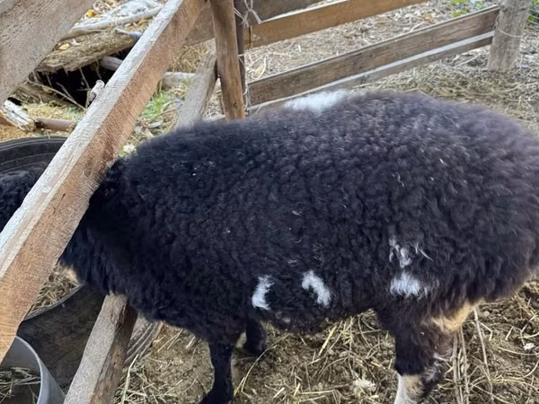 Ram, Sheep