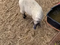 Qoç, Tsigai sheep — foto 4