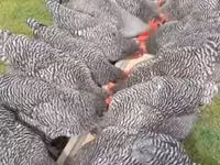 Australorp — foto 2