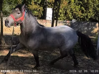 Cheval, Chevaux — photo 5
