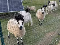 Qoyun, Cerry Hill sheep — foto 7
