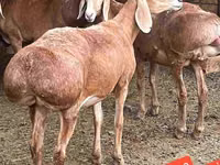 Qoç, Qoyunlar — foto 2