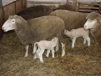 Qoʻchqor, Dorset horn sheep — 3-rasm