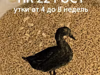 РОСТ для уток (4-8 недель). Гранула 3 мм. ГОСТ — foto 2