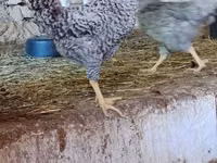 Galinha eslovena barrada — foto 1
