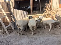 Қойлар (топ, жынысы көрсетілмеген), Қойлар — 4-сурет