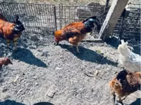 Chickens — foto 2
