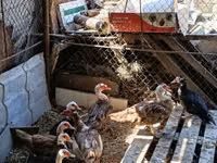 Ducks — 1-rasm