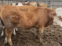 Buqa, Simmental cattle — 1-rasm
