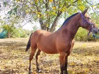At, Nonius horse — foto 3
