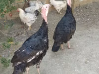 Turkeys — photo 2