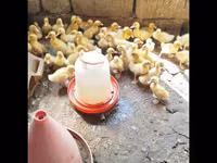 Německý pekin — foto 1