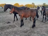 Айғыр, Friesian — 6-сурет
