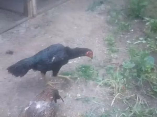 Chickens