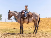 雄馬, Quarter Horse — 写真 4