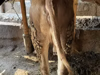 காளை, Simmental cattle — புகைப்படம் 4