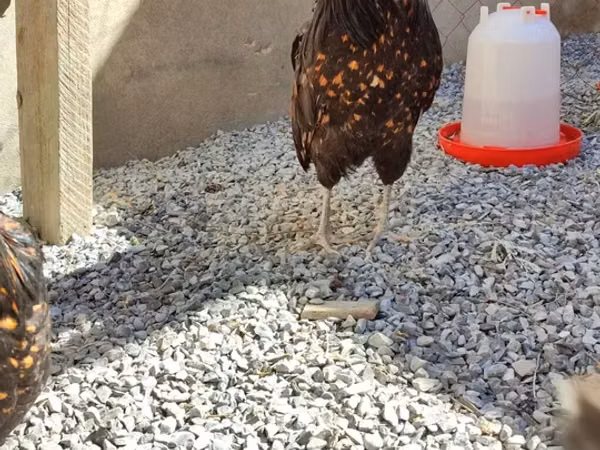 Chickens