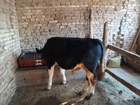 雄牛, Russian Black pied cattle — 写真 3