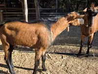 Bode, Alpine goat — foto 2