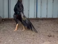 Dominant — zdjęcie 6