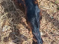 Cabra, Alpine goat — foto 4