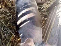 母猪, Pigs — 照片 3