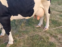 Krava, Russian Black pied cattle — foto 3