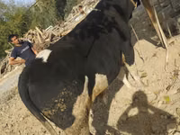Toro, Ganado vacuno — foto 3