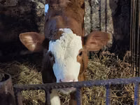 Buğa, Simmental cattle — foto 7
