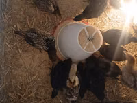 Turkeys — foto 2