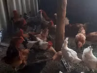 Chickens — foto 6