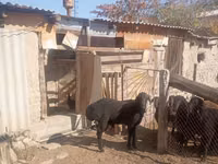 Koç, Ordabasy sheep — foto 4