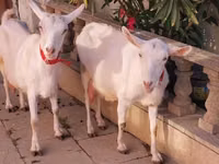 Koza, Saanen goat — zdjęcie 1