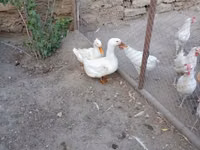 Chickens — 写真 5