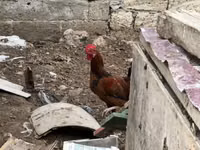Chickens — Foto 2