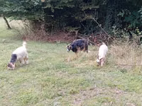 Ziege, Ziegen — Foto 3