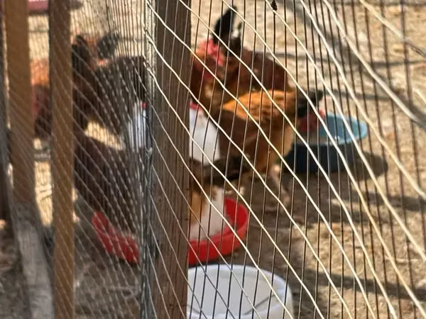Chickens — Armaniston