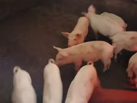 Säue, Schweine — Foto 1