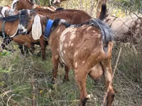 თხა, Nubian Goat — ფოტო 3