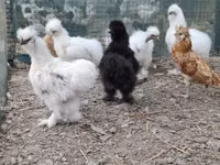 Danish hen — photo 5