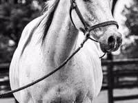 Aygır, National Show Horse — foto 4