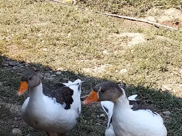 Geese