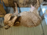 Dişi keçi, Saanen goat — foto 1